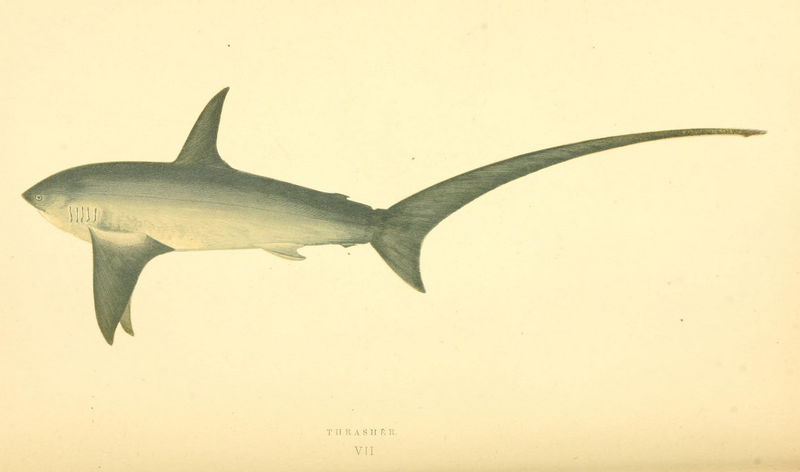 Illustration for article titled Vintage Shark Illustrations Are Jaw-Droppingly Gorgeous